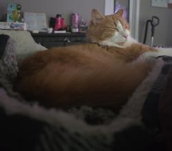 Lost Male Cat last seen Pittfield Run, Cameron, NC 28326