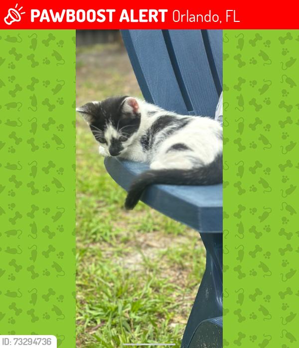 Lost Male Cat last seen Johnson St and Crooms Ave, Orlando, FL 32805