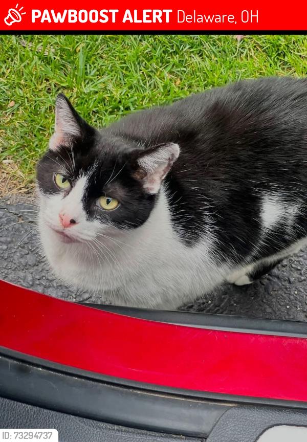 Lost Male Cat last seen Winterbourne, Delaware, OH 43015