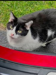 Lost Male Cat last seen Winterbourne, Delaware, OH 43015