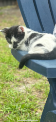 Lost Male Cat last seen Johnson St and Crooms Ave, Orlando, FL 32805