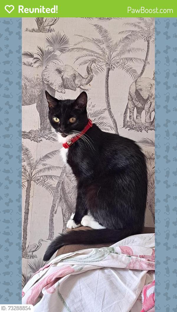 Reunited Unknown Cat last seen Birmingham New road wolverhampton, West Midlands, England WV2