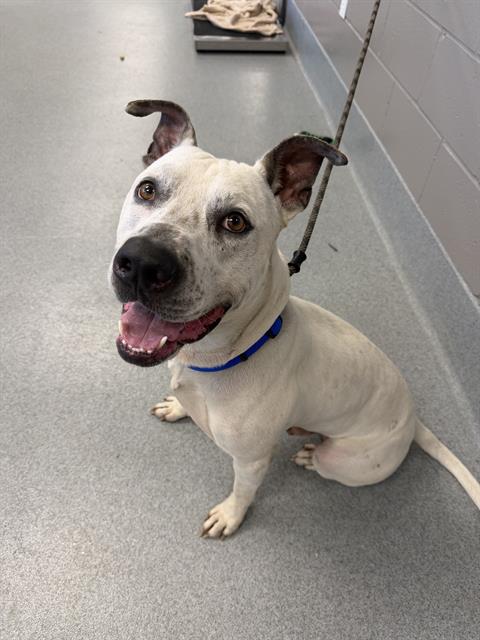 Shelter Stray Male Dog last seen Near, 2600 S Harding St, Indianapolis, IN 46221, USA
