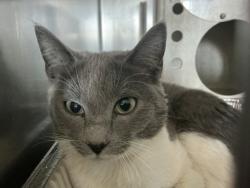Shelter Stray Female Cat last seen UNIVERSITY PKWY X VARSITY, 333 Chandler Pl, San Bernardino, CA 92408, USA