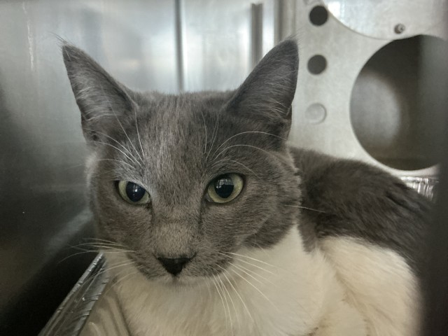 Shelter Stray Female Cat last seen UNIVERSITY PKWY X VARSITY, 333 Chandler Pl, San Bernardino, CA 92408, USA