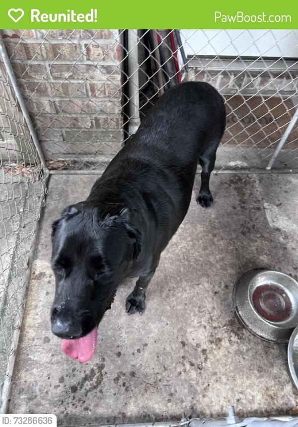Reunited Male Dog last seen Springtree and Moonflower, Jacksonville, FL 32210