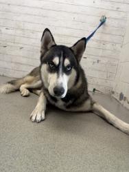Shelter Stray Male Dog last seen PENN CT X KIPPY DR, 333 Chandler Pl, San Bernardino, CA 92408, USA