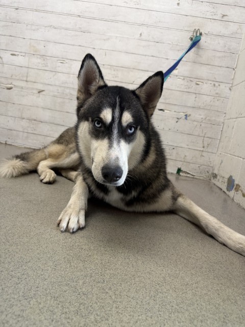 Shelter Stray Male Dog last seen PENN CT X KIPPY DR, 333 Chandler Pl, San Bernardino, CA 92408, USA