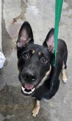 Shelter Stray Male Dog last seen Near BLOCK W BASELINE RD, 333 Chandler Pl, San Bernardino, CA 92408, USA