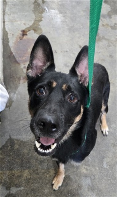 Shelter Stray Male Dog last seen Near BLOCK W BASELINE RD, 333 Chandler Pl, San Bernardino, CA 92408, USA