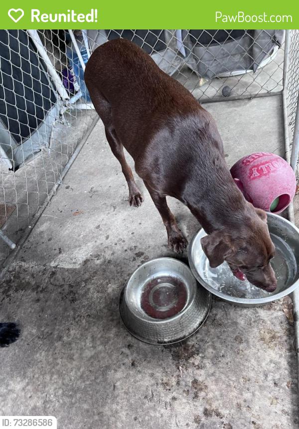 Reunited Female Dog last seen Near moonflower and Springtree, Jacksonville, FL 32210