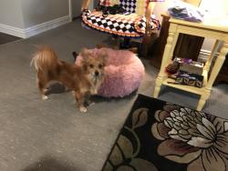 Lost Male Dog last seen Near Lilly RD NE 10th Ave NE, Olympia, WA 98506