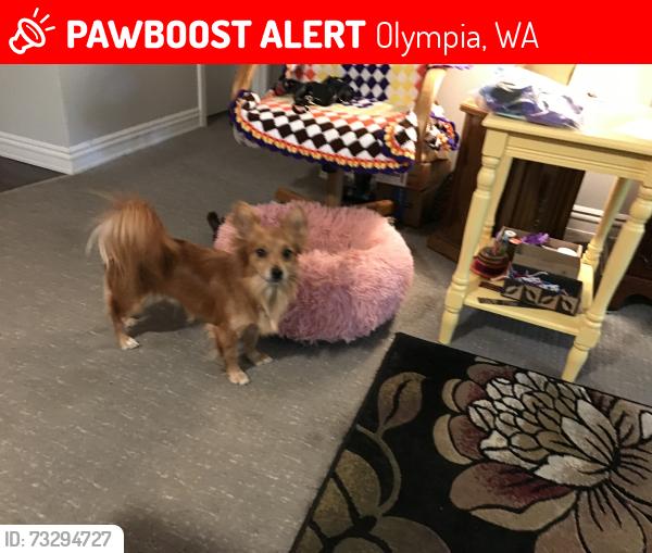 Lost Male Dog last seen Near Lilly RD NE 10th Ave NE, Olympia, WA 98506