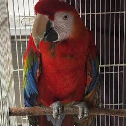 Shelter Stray Unknown Bird last seen Near BLOCK PALM ST, LAS VEGAS NV 89104, 655 N Mojave Rd, Las Vegas, NV 89101, USA