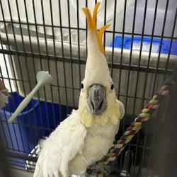 Shelter Stray Unknown Bird last seen Near BLOCK PALM ST, LAS VEGAS NV 89104, 655 N Mojave Rd, Las Vegas, NV 89101, USA
