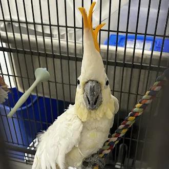Shelter Stray Unknown Bird last seen Near BLOCK PALM ST, LAS VEGAS NV 89104, 655 N Mojave Rd, Las Vegas, NV 89101, USA