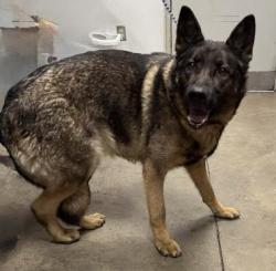 Shelter Stray Female Dog last seen , 14409 Vanowen St, Van Nuys, CA 91405, USA