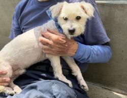 Shelter Stray Male Dog last seen , 957 N Gaffey St, San Pedro, CA 90731, USA