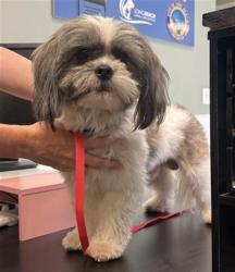 Shelter Stray Male Dog last seen Near BLOCK BLCK DE FOREST AVE, LONG BEACH, CA 90805, 7700 E Spring St, Long Beach, CA 90815, USA