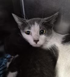 Shelter Stray Female Cat last seen Near BLOCK FOUNTAIN VALLEY DR, BAKERSFIELD CA 93308, 3951 Fruitvale Ave, Bakersfield, CA 93308, USA