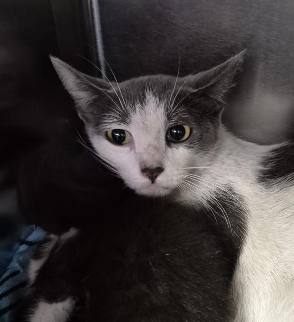 Shelter Stray Female Cat last seen Near BLOCK FOUNTAIN VALLEY DR, BAKERSFIELD CA 93308, 3951 Fruitvale Ave, Bakersfield, CA 93308, USA