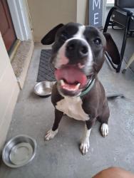 Found/Stray Male Dog last seen Conway road orlando, Orlando, FL 32812