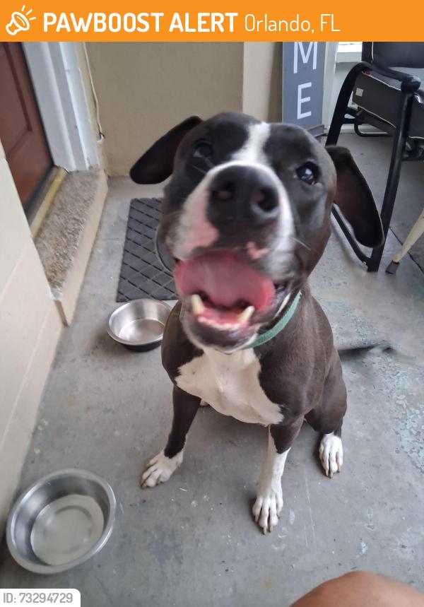 Found/Stray Male Dog last seen Conway road orlando, Orlando, FL 32812
