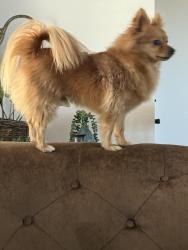 Reunited Male Dog last seen Destiny and 5 star auto car wash, Rocklin, CA 95678