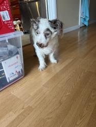 Reunited Male Dog last seen Morton Dr Daly City, Daly City, CA 94015
