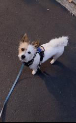 Reunited Male Dog last seen Montrose, Houston, TX 77006