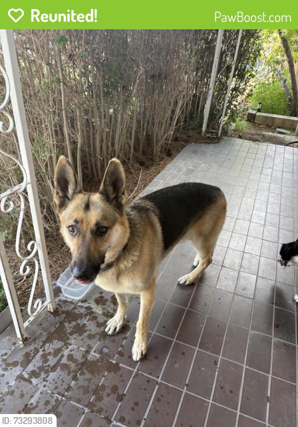 Reunited Unknown Dog last seen Button and Monroe, Albuquerque, NM 87108