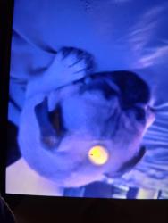 Reunited Male Dog last seen Park avenue west, Denver, CO 80205