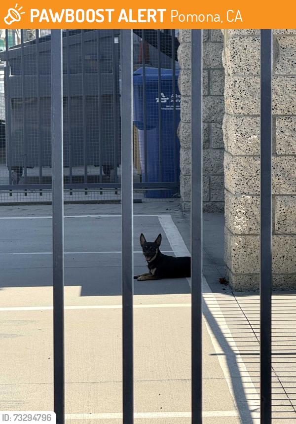 Found/Stray Unknown Dog last seen Price ST and corner clark ST, Pomona, CA 91767