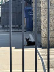 Found/Stray Unknown Dog last seen Price ST and corner clark ST, Pomona, CA 91767