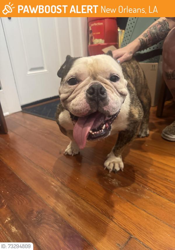 Found/Stray Female Dog last seen S liberty, New Orleans, LA 70115