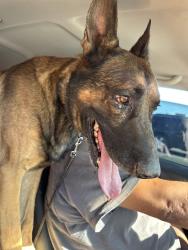 Reunited Male Dog last seen 83rd ave and Thomas, Phoenix, AZ 85353