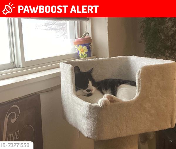 Lost Male Cat last seen Division street +dawson street, South Bruce Peninsula, ON N0H 2T0