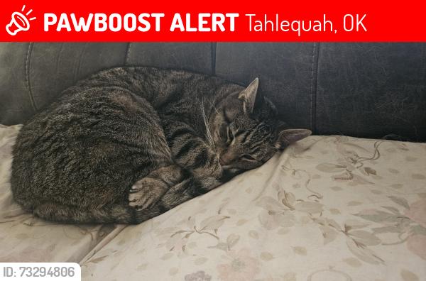 Lost Male Cat last seen Near E Rogers Dr, Tahlequah, OK 74464
