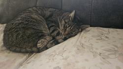 Lost Male Cat last seen Near E Rogers Dr, Tahlequah, OK 74464