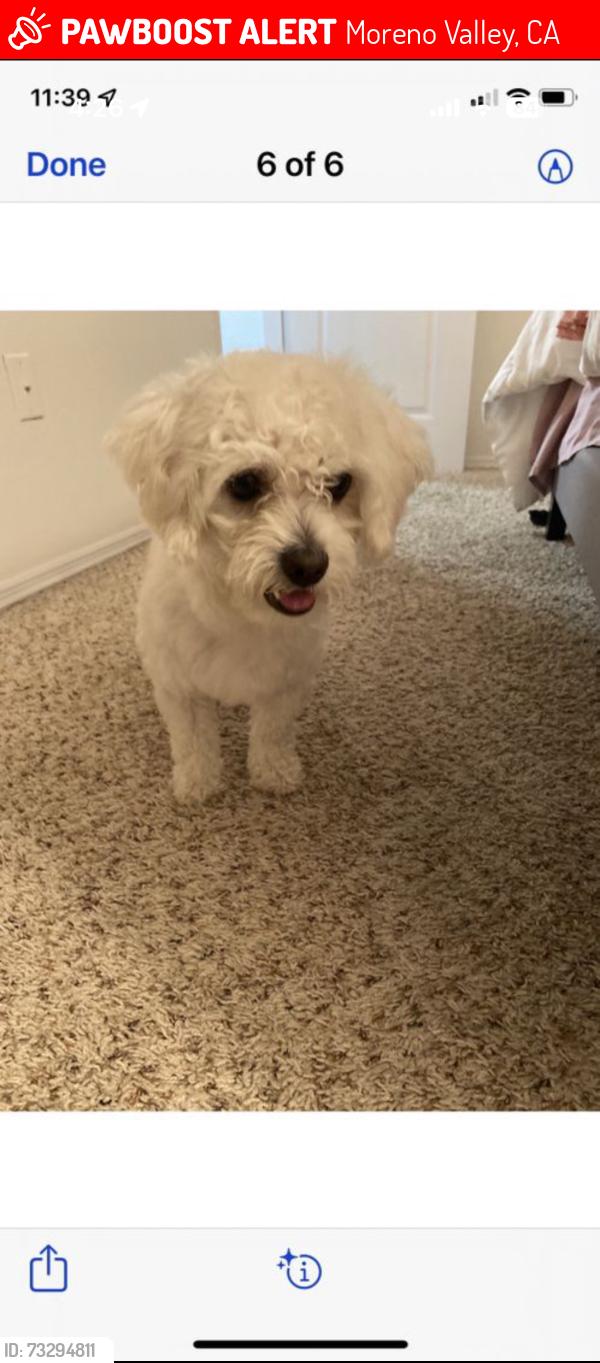 Lost Male Dog last seen Charismatic, Moreno Valley, CA 92555
