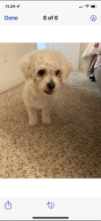Lost Male Dog last seen Charismatic, Moreno Valley, CA 92555