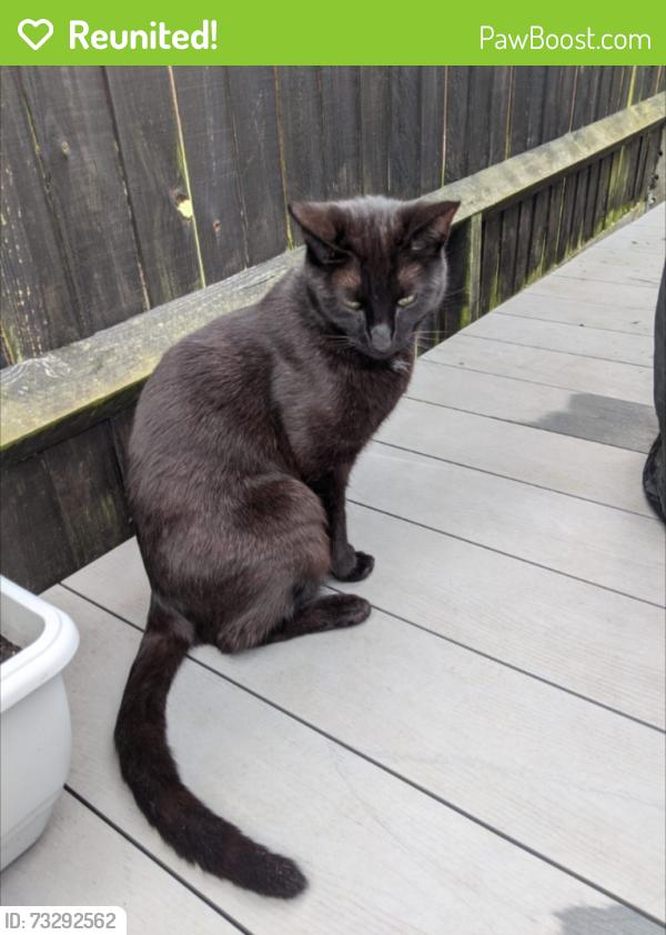 Reunited Female Cat last seen Lower early, Earley, England RG6 3DG