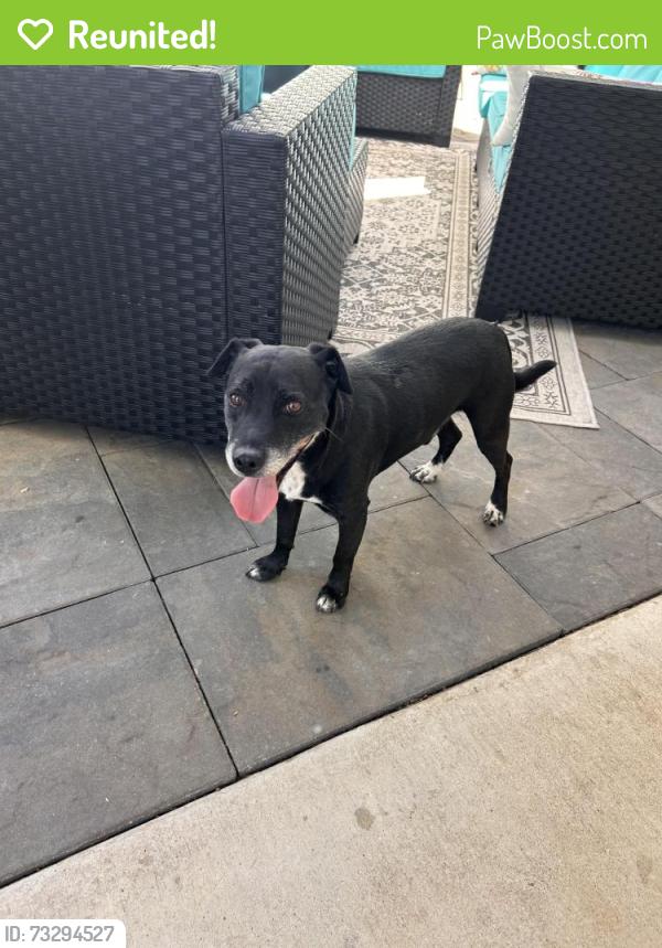 Reunited Male Dog last seen Farrier & Sandpiper, Rocklin, CA 95765