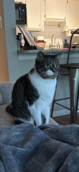Lost Male Cat last seen Logan Circle, Washington DC, Washington, DC 20005