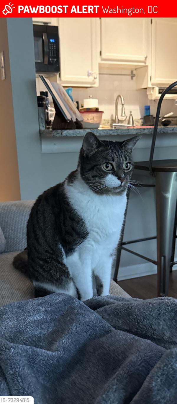 Lost Male Cat last seen Logan Circle, Washington DC, Washington, DC 20005
