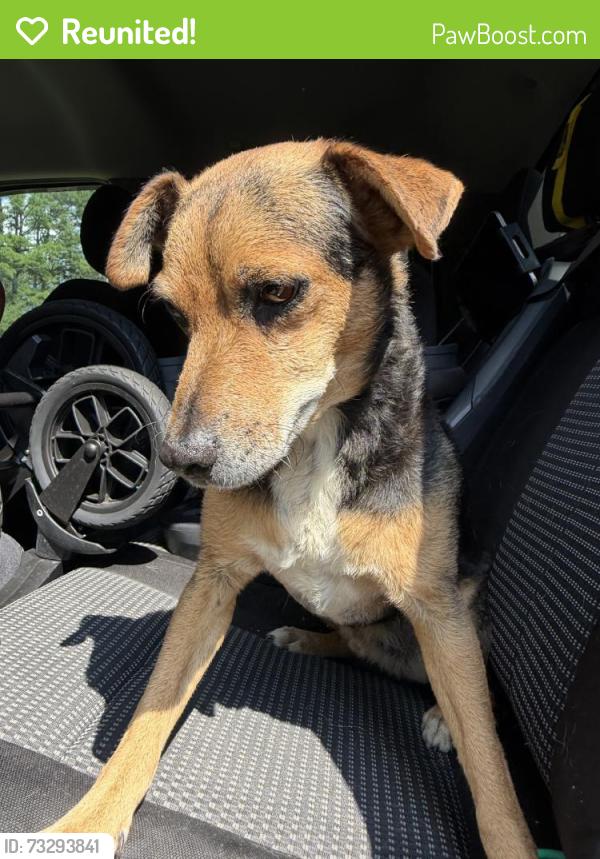Reunited Male Dog last seen Near Everett Springs Rd SW, Calhoun, GA 30701, USA, Calhoun, GA 30701
