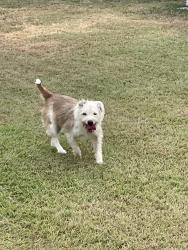 Found/Stray Male Dog last seen Near canyon cove burleson tx, Burleson, TX 76028