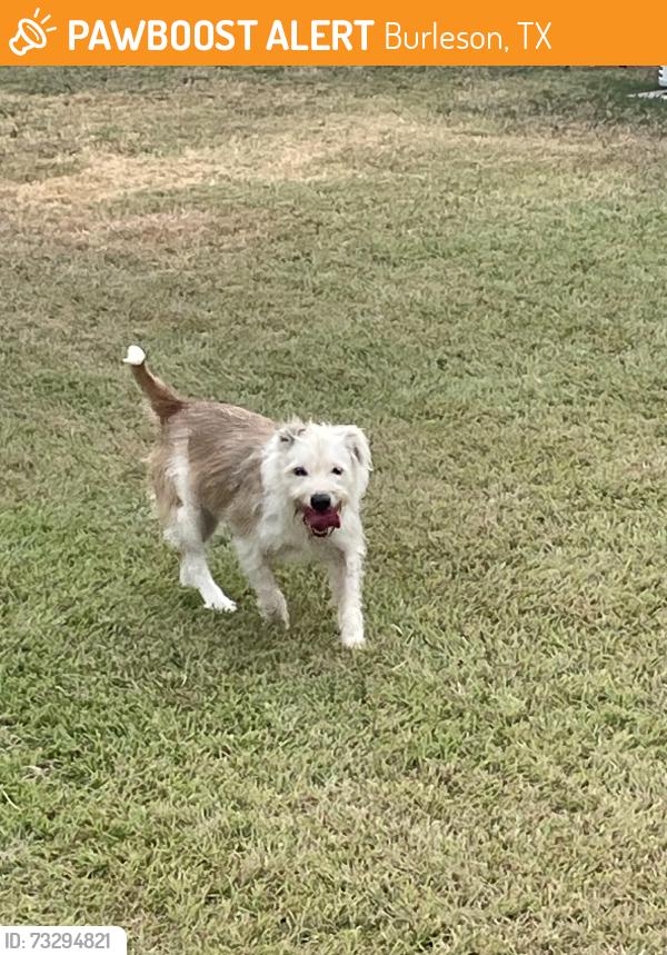 Found/Stray Male Dog last seen Near canyon cove burleson tx, Burleson, TX 76028