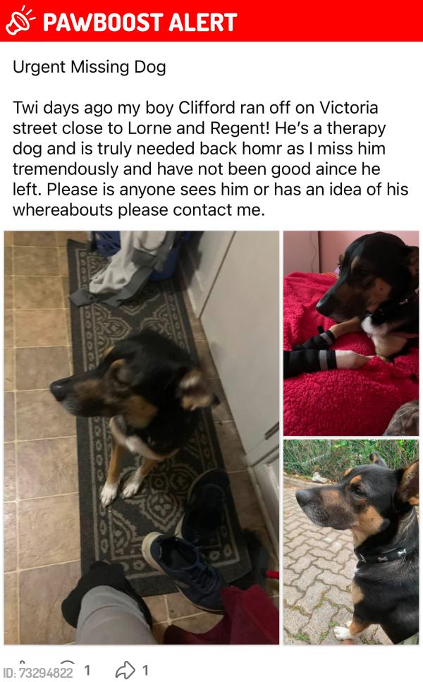 Lost Male Dog last seen Lorne Street sudbury, Greater Sudbury, ON 
