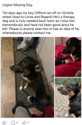 Lost Male Dog last seen Lorne Street sudbury, Greater Sudbury, ON 